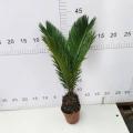 Cycas Revoluta 90#En klass