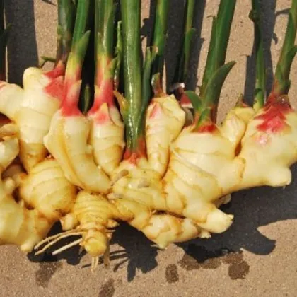 Ginger Fresh Ginger Dry Ginger Semi-Dry Ginger