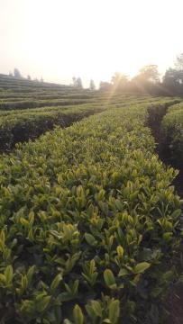 Organic Loose Leaf Green Tea