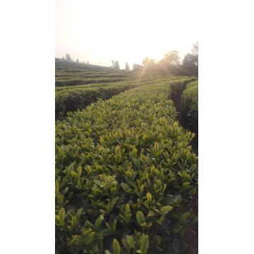 Teh Hijau Daun Longgar Organik