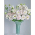 ফার্ম কাট ফ্লাওয়ার আইসক্রিম গোলাপী Lisianthus বিবাহ