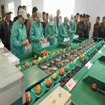 Chinese Fresh Apple