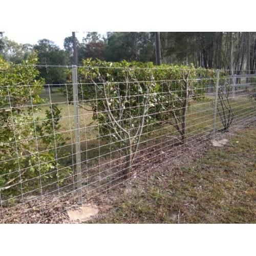 PVC-beschichtetes galvanisiertes Kettenglied Barbed Wire