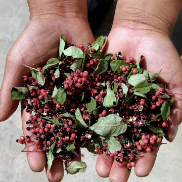 Ad Dried Peper Green Pepper Szechuan Pepper