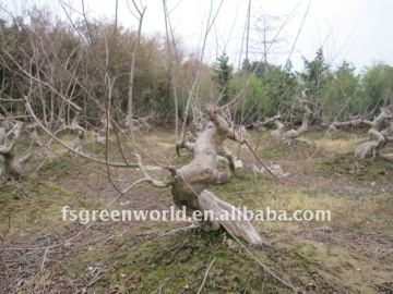 Lagerstroemia big bonsai trees red color flower