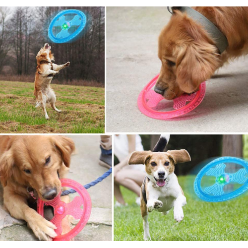 Pet dog grande frisbee