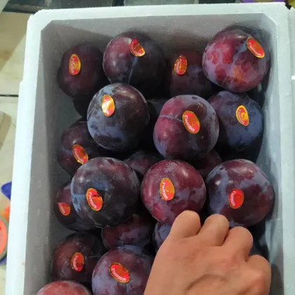 Black Sweet Plum