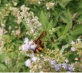 Benefici sani del miele naturale dell&#39;ape di Vitex