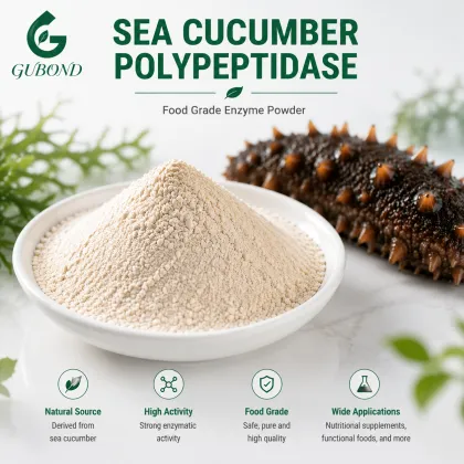 Sea Cucumber Polypeptidase Sea Cucumber Peptide Production