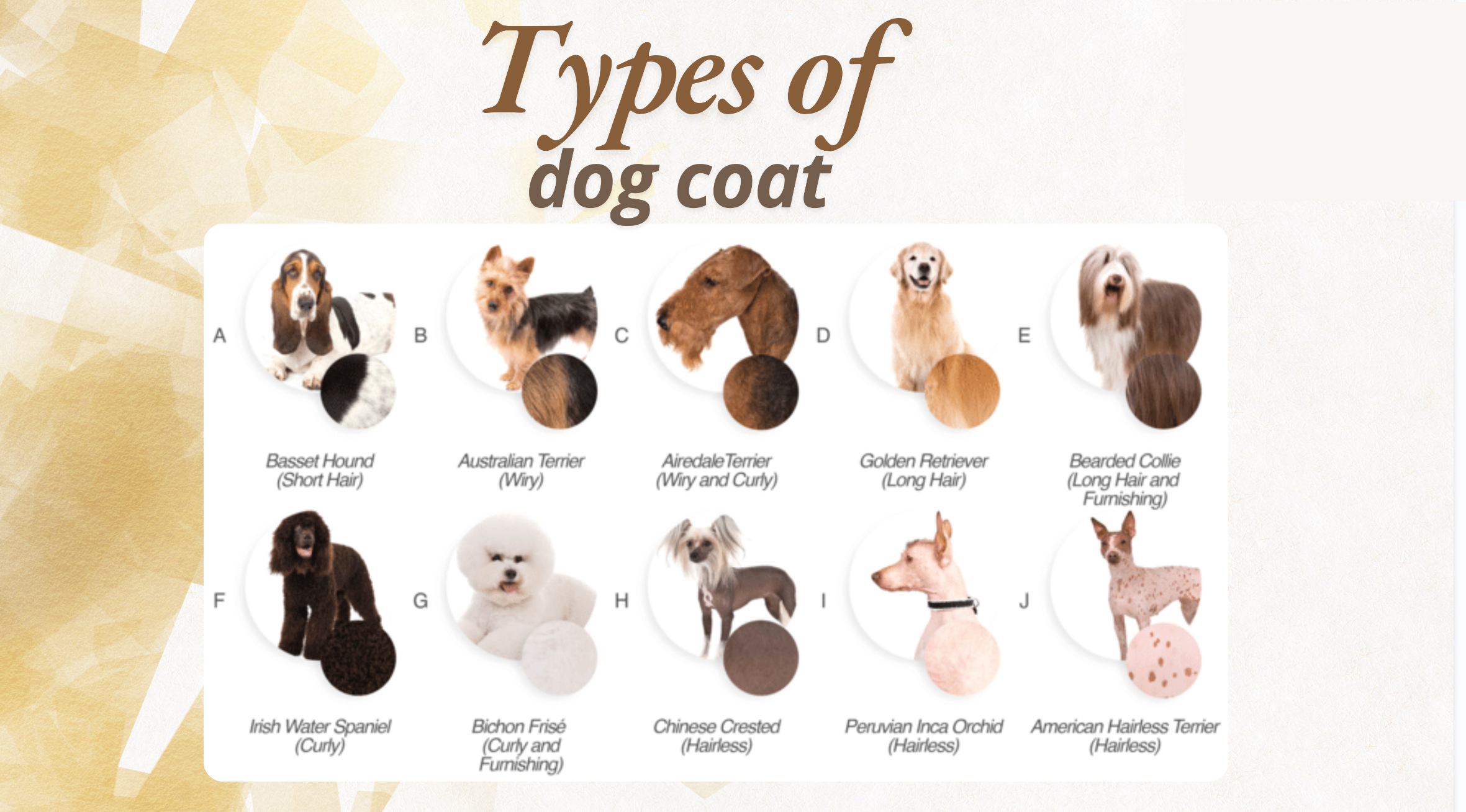 the type of coat