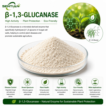 β-1,3-Glucanase for Pathogen Cell Wall Degradation