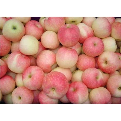 2020 New Crop Fresh China Red Paper Bagged FUJI Apple China Manufacturer