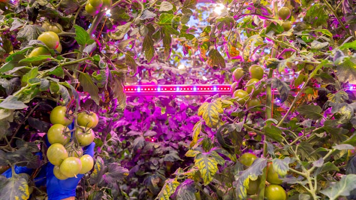 tomatoes