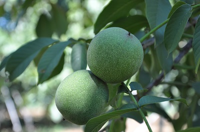 Green walnut