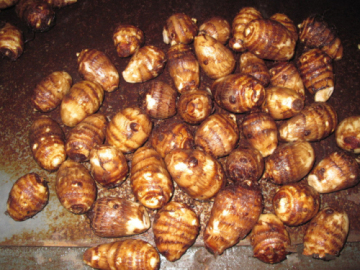 2014 High Quality Fresh Taro From China