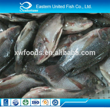 china seafood red tilapia black tilapia