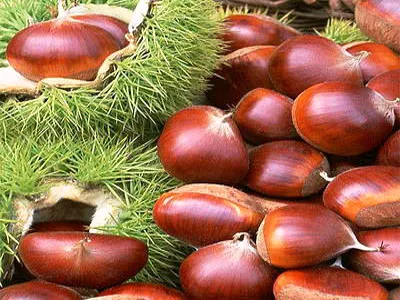 chestnut