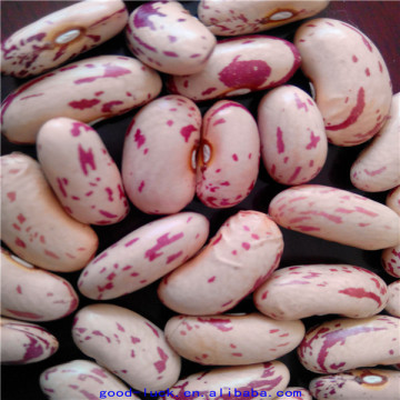 light speckled kidney beans factory price(long shape)