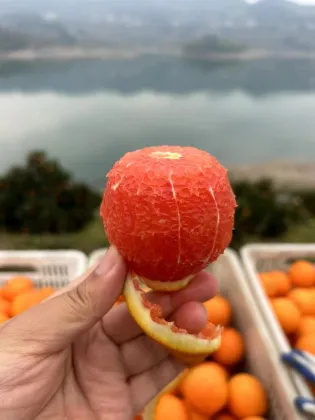 Chinese Orange Fresh Citrus Fruit Search Engine