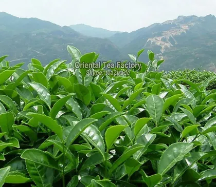 USDA Organic Certified Steamed Sencha Green Tea