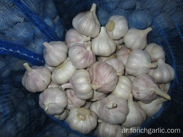 New Crop Garlic 2019