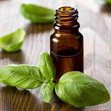 basil oil2