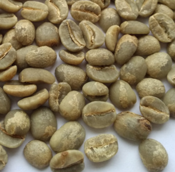 Hali Typica Kacang Hijau