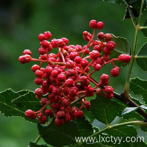 sichuan pepper extract tea