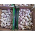 New Crop 2020 Normaler weißer Knoblauch