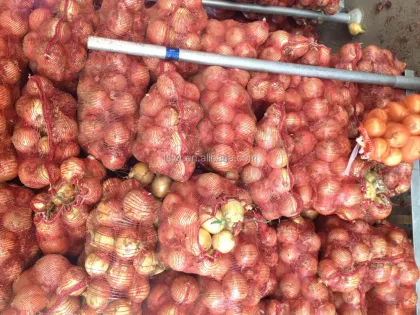 round onion fresh onions gansu onion