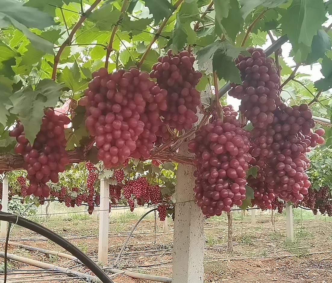 Grape