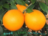 chinese navel orange