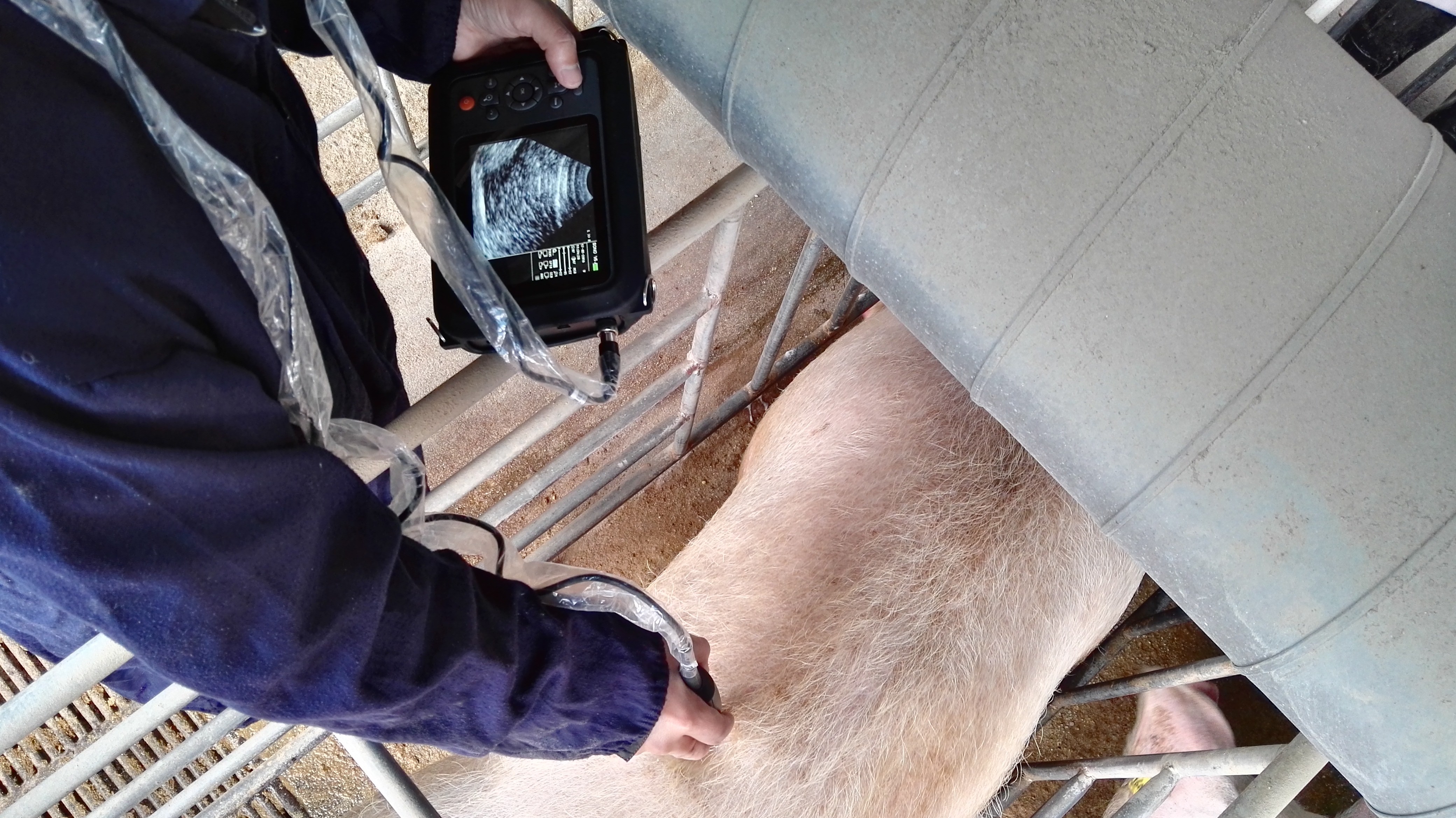 Wired Swine Ultrasound