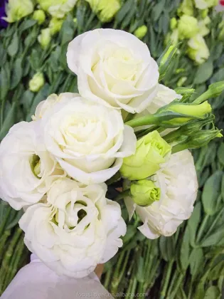 High Quality Colorful Eustoma Fresh Cut Flowers from China