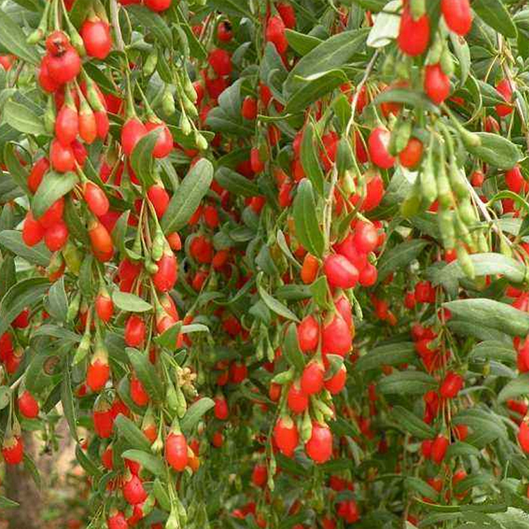 Organic Dried Goji Berry