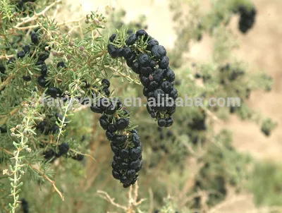 2016 black goji berry seeds black wolfberry seeds for cultivation