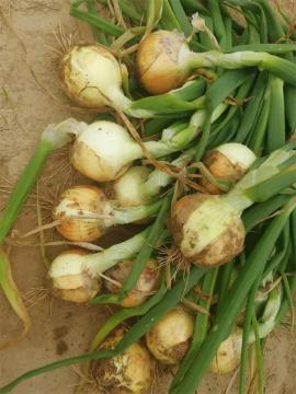 Good Quality New Crop Of 2019 Yellow Onion