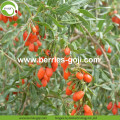 Factory Wholesale Nutrition Healthy Wolfberry