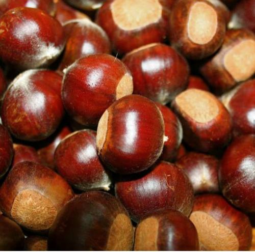 chestnut besar untuk direbus