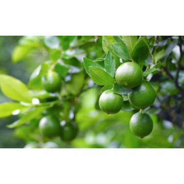 Lime Powder Natural Citrus Aurantiifolia Fruit Powder