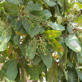 Rohe Buchanania Latifolia Extrakt Helicidum -Pulvermasse