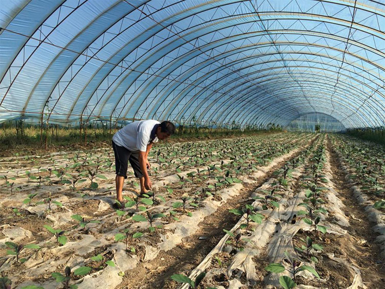 Tunnel Plastic Film Greenhouse