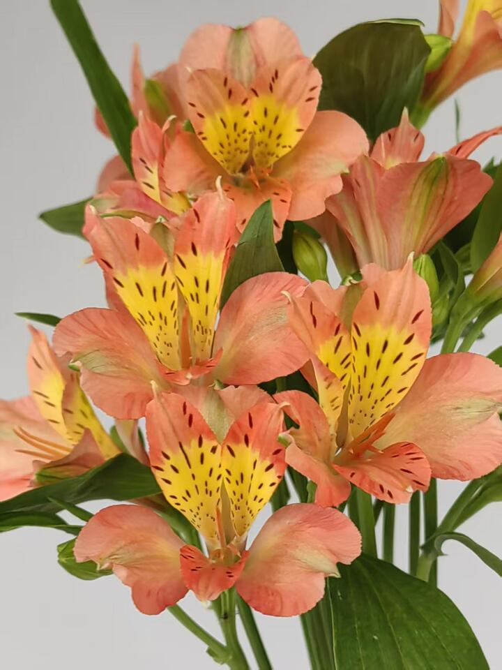 Orange Alstroemeria