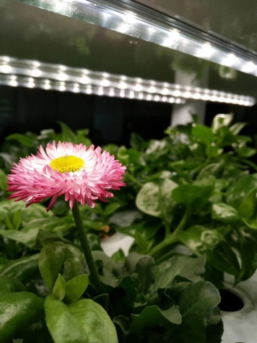 Pertanian microgreen aquaponics dalaman menegak hidroponik