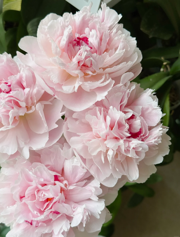 Caixia Pink Peony