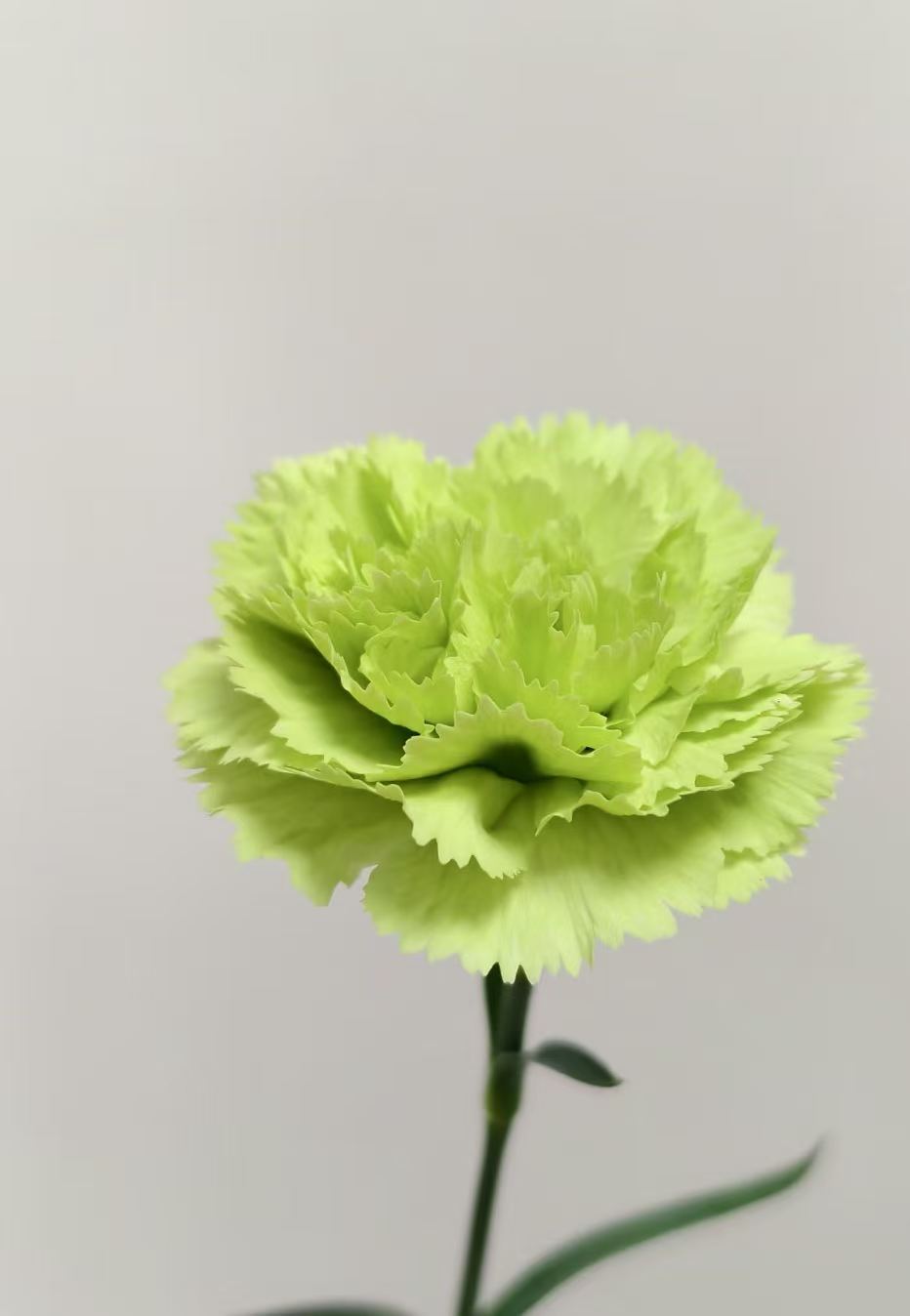 Single-headed Carnation with Green