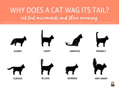 why_does_a_cat_wag_its_tail_1989_orig(1)