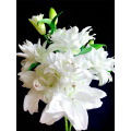 Chardonnay Double Petal Lily
