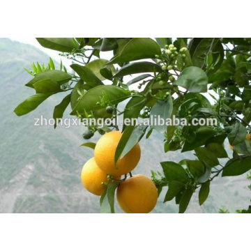 Etiqueta privada aceite esencial de hoja de naranja.