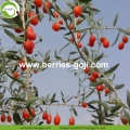 Wolfberries bio secchi di qualità superiore